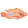 Tilpia Red 800g