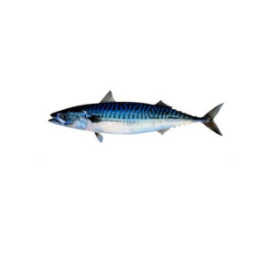 Mackerel 300/500g 3pcs